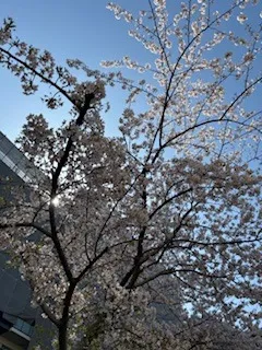 花粉症もストレスもぶっ飛ばせ!!~楽しいボクシング♪